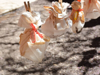 flot bags drying in the Penn Museum courtyard